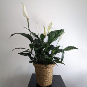 Le spathiphyllum