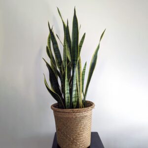 La grande plante verte