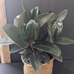 La moyenne plante verte